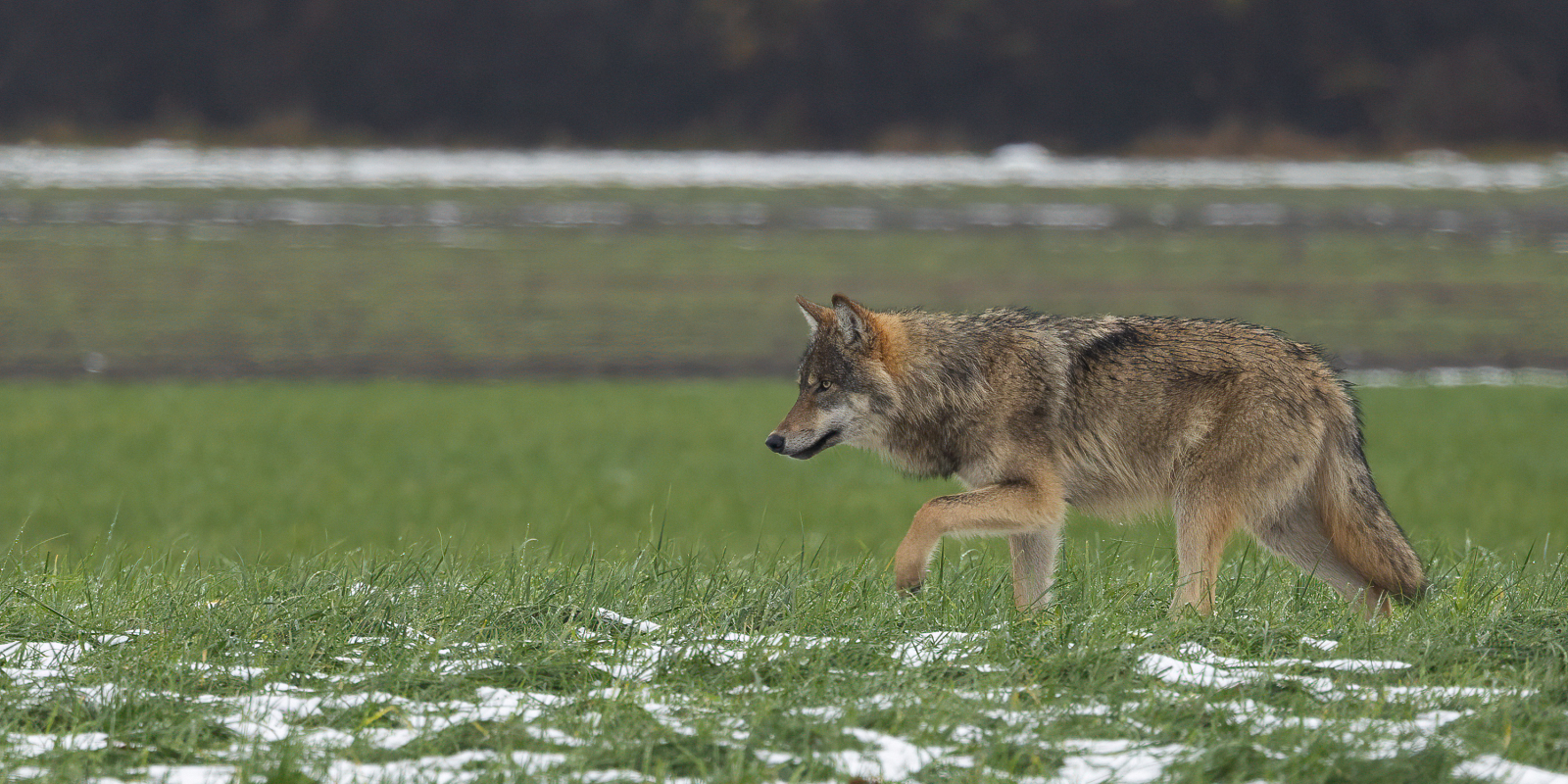 De wolf in Nederland: weren of accepteren?